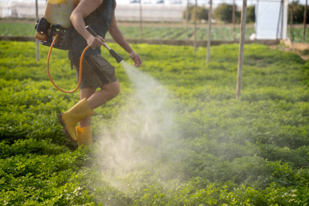 Best Local Pest Control Services  in Crystal City, TX